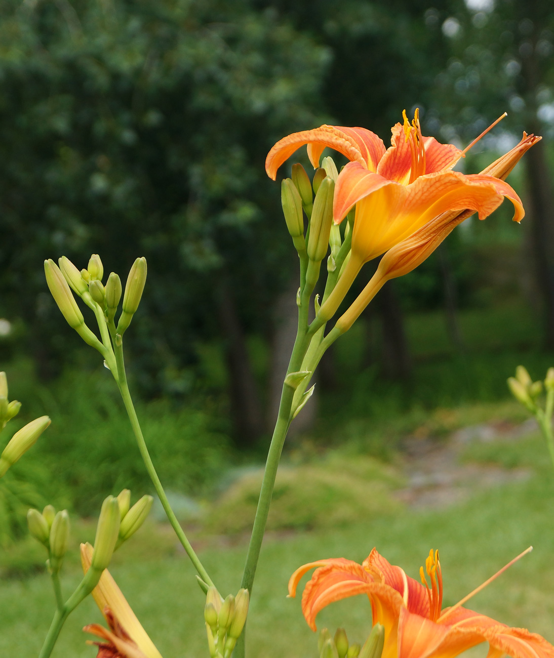 Изображение особи Hemerocallis fulva.