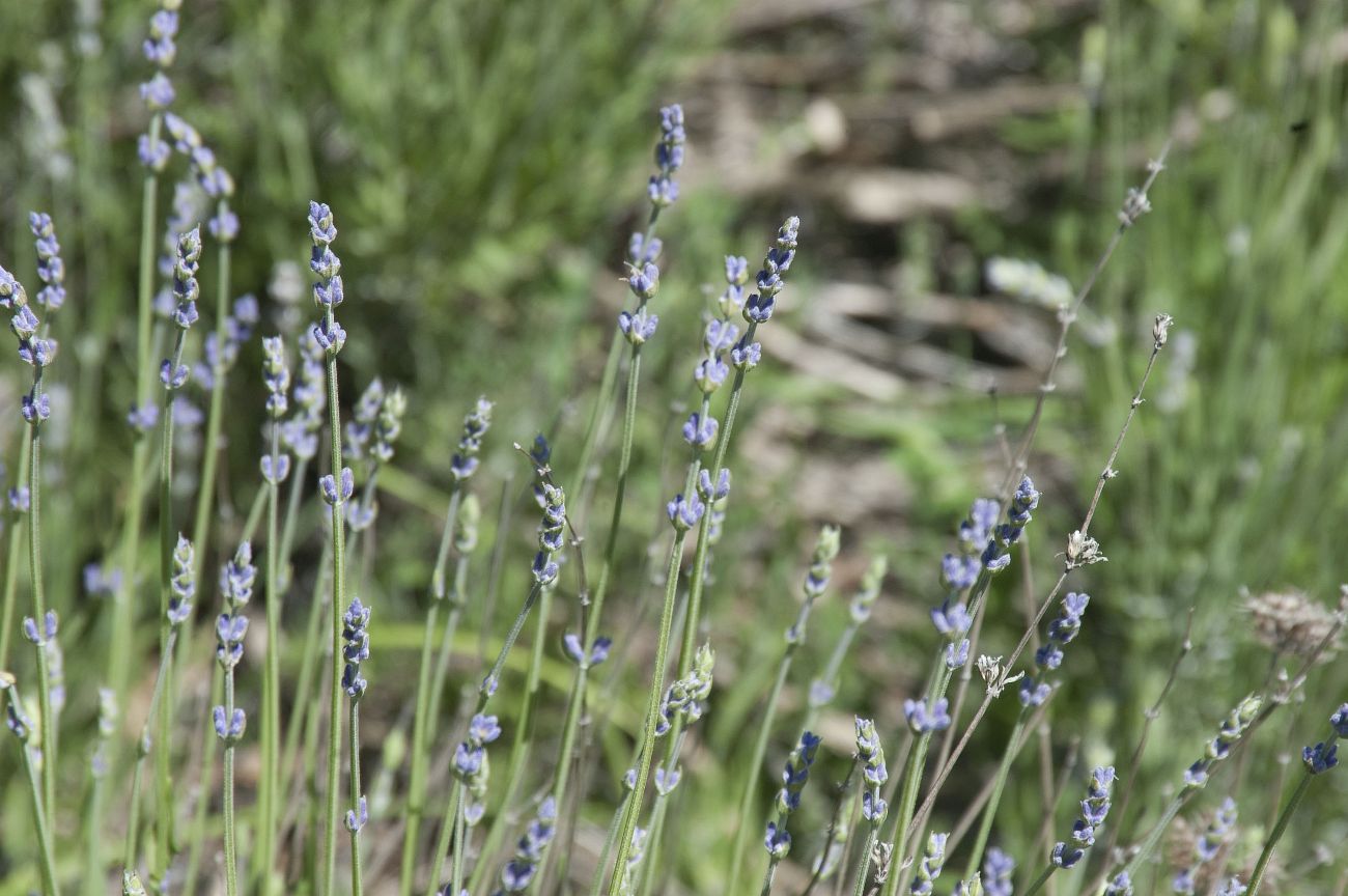 Image of Lavandula angustifolia specimen.