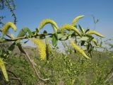 Salix excelsa. Верхушка побега с мужскими соцветиями. Южный Казахстан, Сырдарьинский Каратау, горы Улькунбурултау, ≈ 700 м н.у.м., солоноватый родник Карабастау под склоном сев. экспозиции. 12 апреля 2018 г.