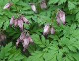 Dicentra formosa. Соцветия и части листьев. Московская обл., Раменский р-н, пос. Ильинский, на дачном участке в культуре. 06.05.2018.