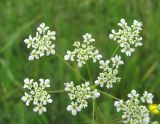 Chaerophyllum bulbosum