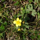 Ranunculus polyrhizos