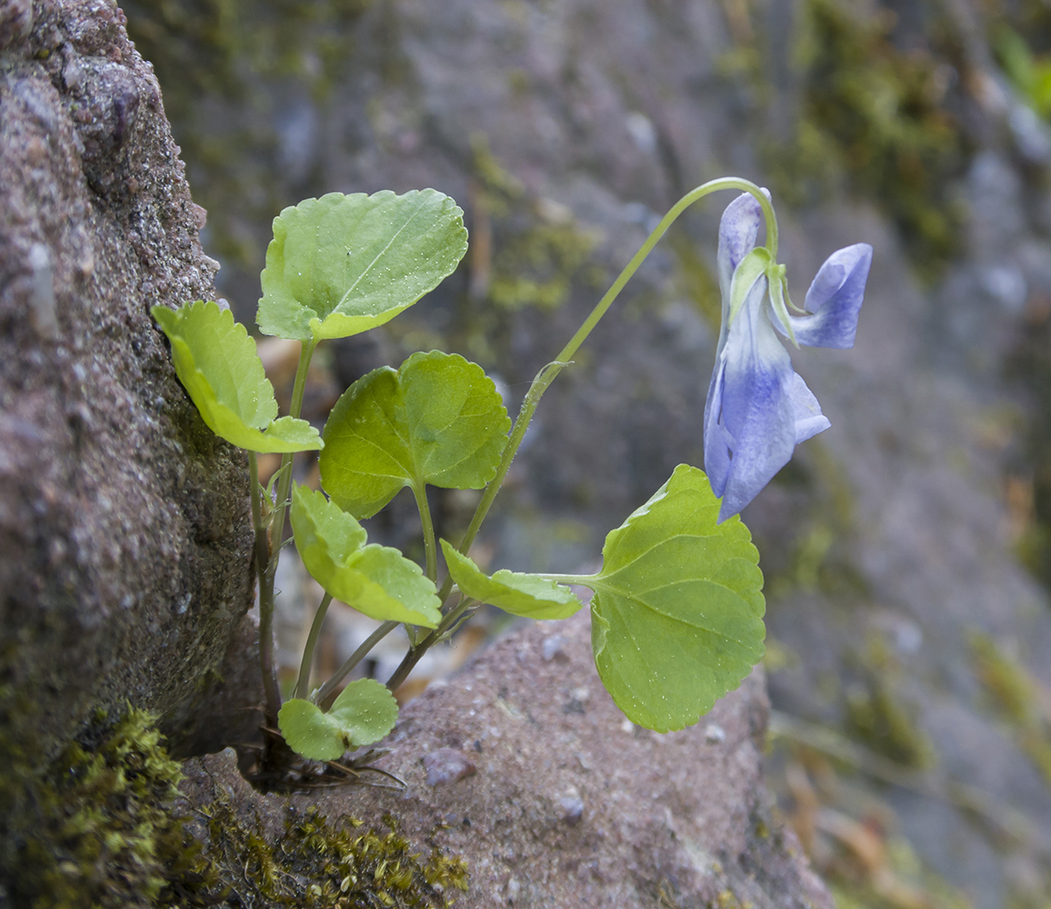 Изображение особи Viola sieheana.