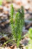 Lycopodium annotinum. Вегетирующее растение. Псковская обл., Себежский р-н, сосновый лес, опушка. 30.04.2018.