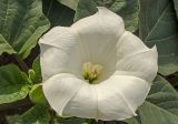 Datura innoxia