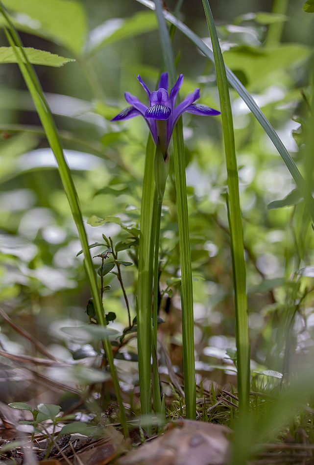 Изображение особи Iris ruthenica.