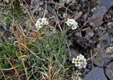 Smelowskia calycina. Цветущее растение. Алтай, Кош-Агачский р-н, долина р. Аккаллу-Озек, ≈ 2700 м н.у.м., горная тундра. 17.06.2019.