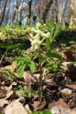 Corydalis marschalliana. Цветущее растение (справа - побег Mercurialis perennis). Московская обл., Серпуховский р-н, вблизи дер. Вязищи, в овраге. Апрель 2020 г.