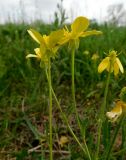 Ranunculus oxyspermus. Верхушка цветущего растения. Ростовская обл., Азовский р-н, с. Кугей, степной склон. 07.05.2020.