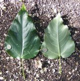 Populus &times; berolinensis