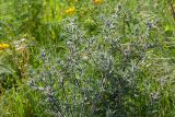 Centaurea procurrens