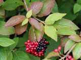 Viburnum lantana. Верхушка веточки с листьями в осенней окраске и соплодием с плодами разной степени зрелости. Республика Коми, г. Сыктывкар, ул. Ботанический сад, Ботсад СГУ. 14.09.2019.