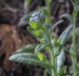 Myosotis arvensis