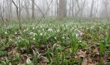 Galanthus plicatus