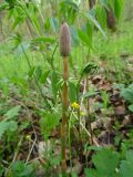 Equisetum sylvaticum