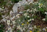 Pyrethrum glanduliferum