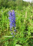 Veronica longifolia. Верхушка цветущего растения. Коми, Интинский р-н, нац. парк \"Югыд Ва\", Приполярный Урал, р. Кожим, надпойменная терраса. 29.07.2010.