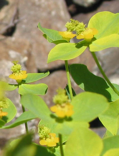 Изображение особи Euphorbia macrorhiza.