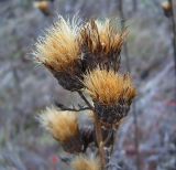 Serratula coronata. Корзинки с созревшими семенами. Чувашия, окрестности г. Шумерля, Кумашкинский заказник, Соколова поляна. 29 октября 2006 г.