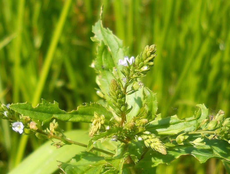 Image of Veronica anagallis-aquatica specimen.