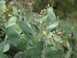 Opuntia ficus-indica. Верхушка плодоносящего растения. Турция, регион Анталия, окр. г. Кемер, пос. Ками, сорное место. 09.10.2010.