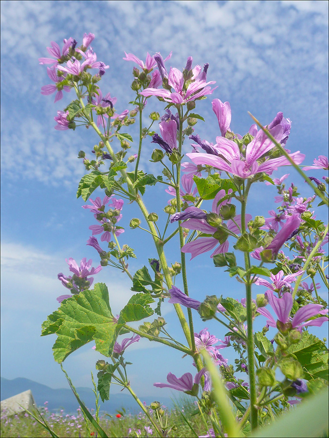 Изображение особи Malva erecta.