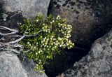 Cassiope redowskii