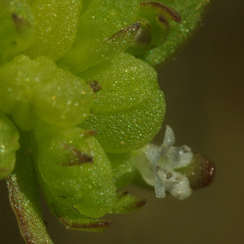 Изображение особи Valerianella costata.