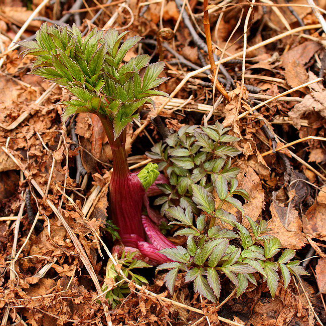 Изображение особи Archangelica officinalis.