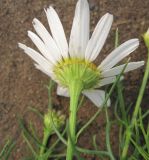 Tripleurospermum inodorum