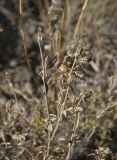 Silene spergulifolia