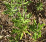 Potentilla argentea. Часть побега. Крым, Джанкойский р-н, степные склоны пересыхающего озера западнее пос. Мелководное. 22.05.2012.