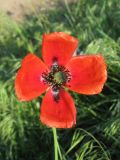 Papaver laevigatum