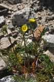 Potentilla multifida