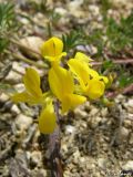 Hippocrepis comosa