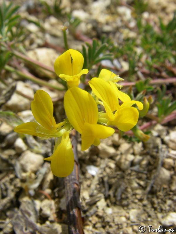 Изображение особи Hippocrepis comosa.