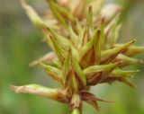 Carex spicata