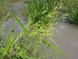 Leersia oryzoides