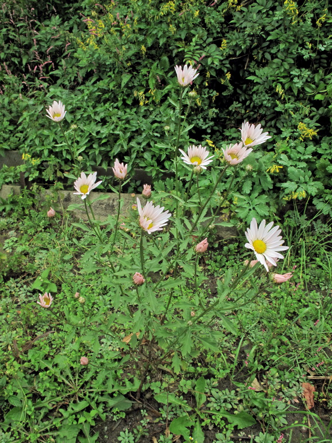 Изображение особи род Chrysanthemum.