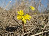 Gymnospermium odessanum. Цветущее растение на степном склоне. Украина, Одесская обл., с. Холодная Балка, берег лимана Хаджибей. 08.03.2014.