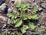 Papaver rhoeas