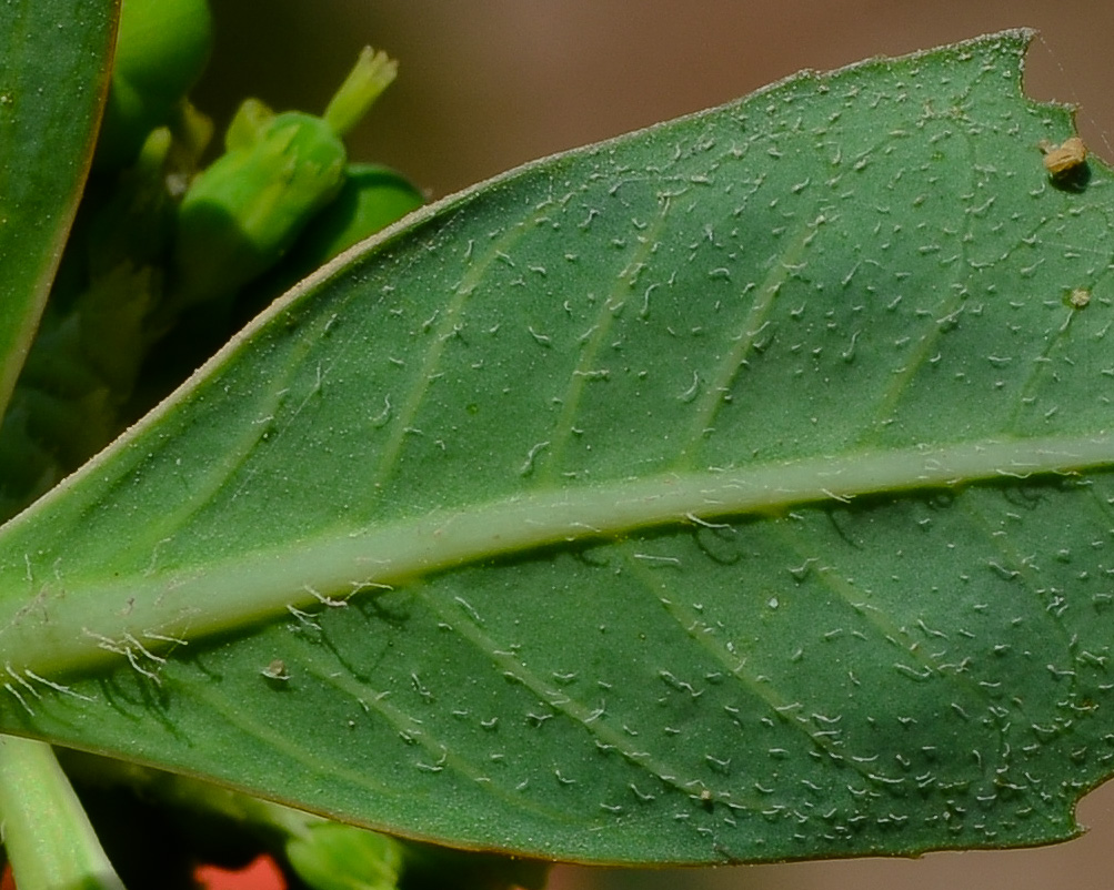 Image of Euphorbia cyathophora specimen.
