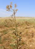 Lepidium latifolium