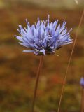 Jasione montana. Верхушка цветущего растения. Нидерланды, провинция Drenthe, вересковая пустошь на песчаном грунте между деревнями Darp и Busselte. 15 июня 2008 г.