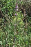 Mentha × dumetorum. Верхушка цветущего растения. Крым, Байдарская долина. 24 августа 2014 г.