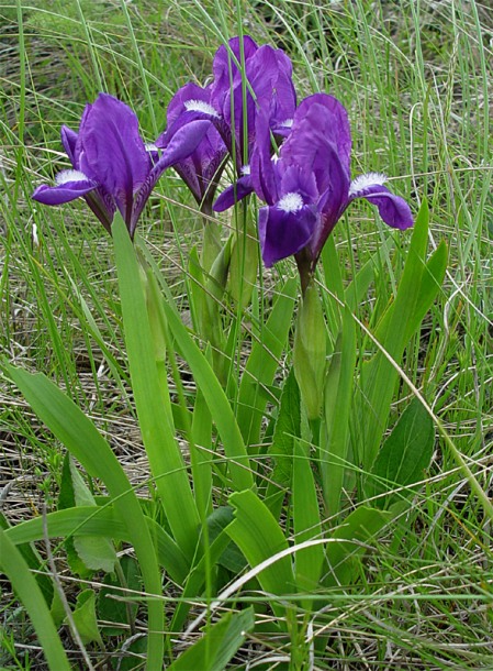 Изображение особи Iris aphylla.