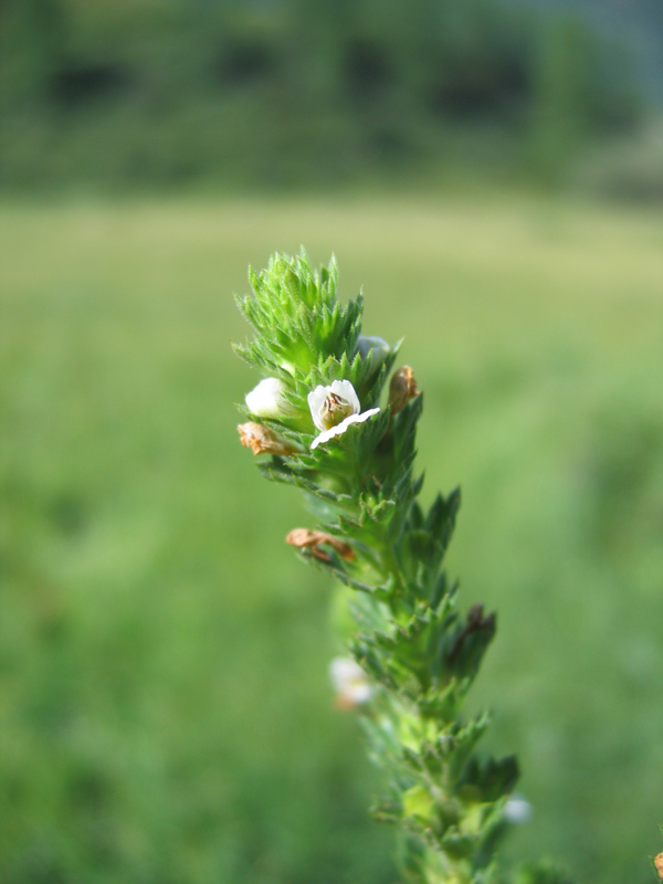 Изображение особи Euphrasia pectinata.