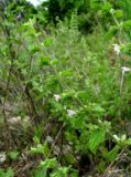 Melissa officinalis. Верхушка цветущего побега. Краснодарский край, Сочи, окр. Адлера, рудеральное место. 29.06.2015.