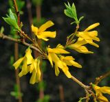 род Forsythia