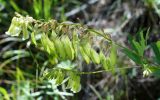 Astragalus aksuensis. Соцветие и соплодие. Кыргызстан, Нарынская обл., левый берег долины р. Нарын, долина руч. Бурган-Суу. 11.07.2015.